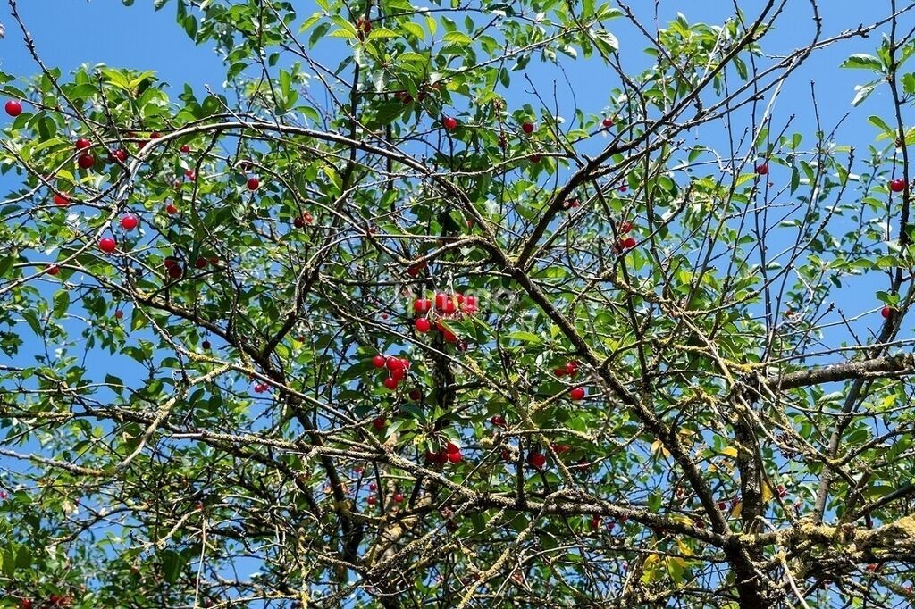 Photo 2 : Agréable terrain de loisir 2550 m², zone IAU3