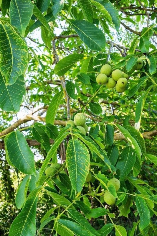 Photo 4 : Agréable terrain de loisir 2550 m², zone IAU3